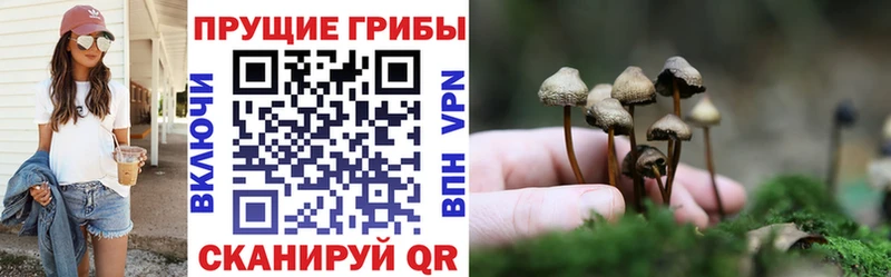закладки  Инза  Галлюциногенные грибы Psilocybine cubensis 
